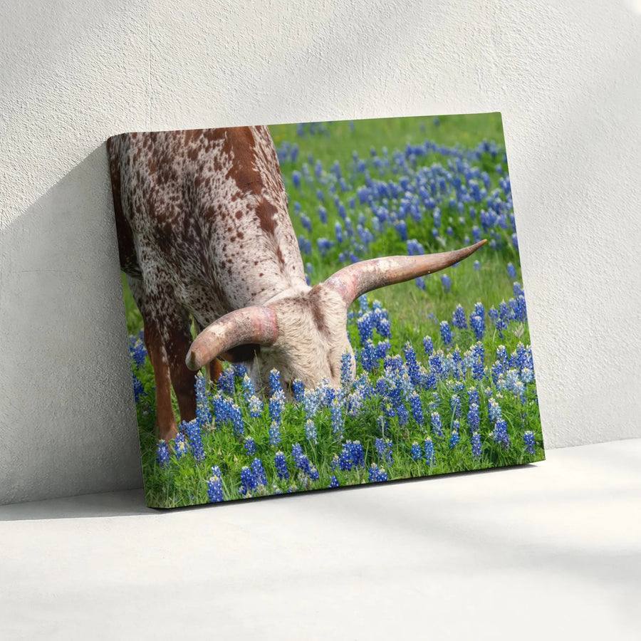 Texas Longhorn Bluebonnets Horizontal Canvas | Rustic Hill Country Wildflower Wall Art | Premium 1.25" Gallery Wrap | Western Farmhouse Decor Gift