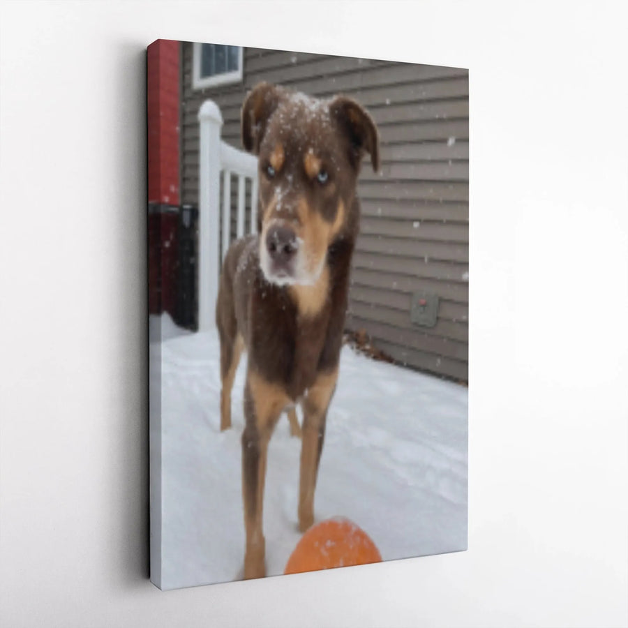 Dog In Snow Canvas Print | Blue Eyed Brown Puppy Photography | 1.25 Inch Gallery Wrap | Winter Pet Wall Art Decor Gift
