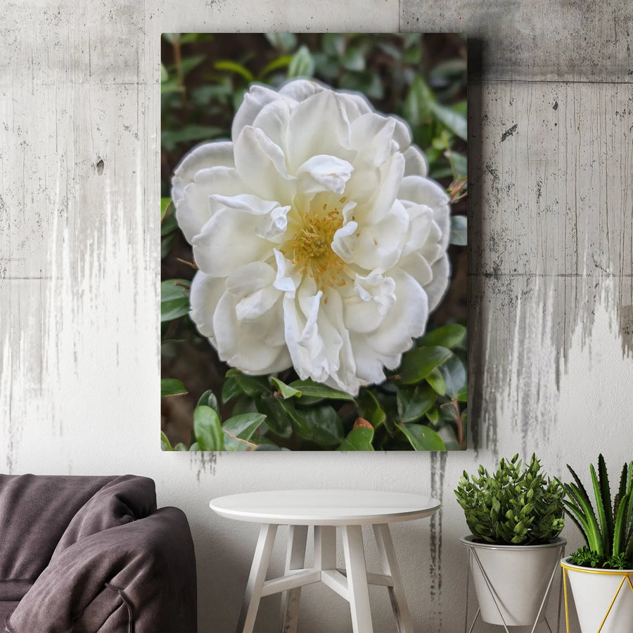White Camellia Canvas Print | Floral Macro Photography Wall Art | Premium 1.25" Thick Gallery Wrap | Modern Botanical Home Decor Gift