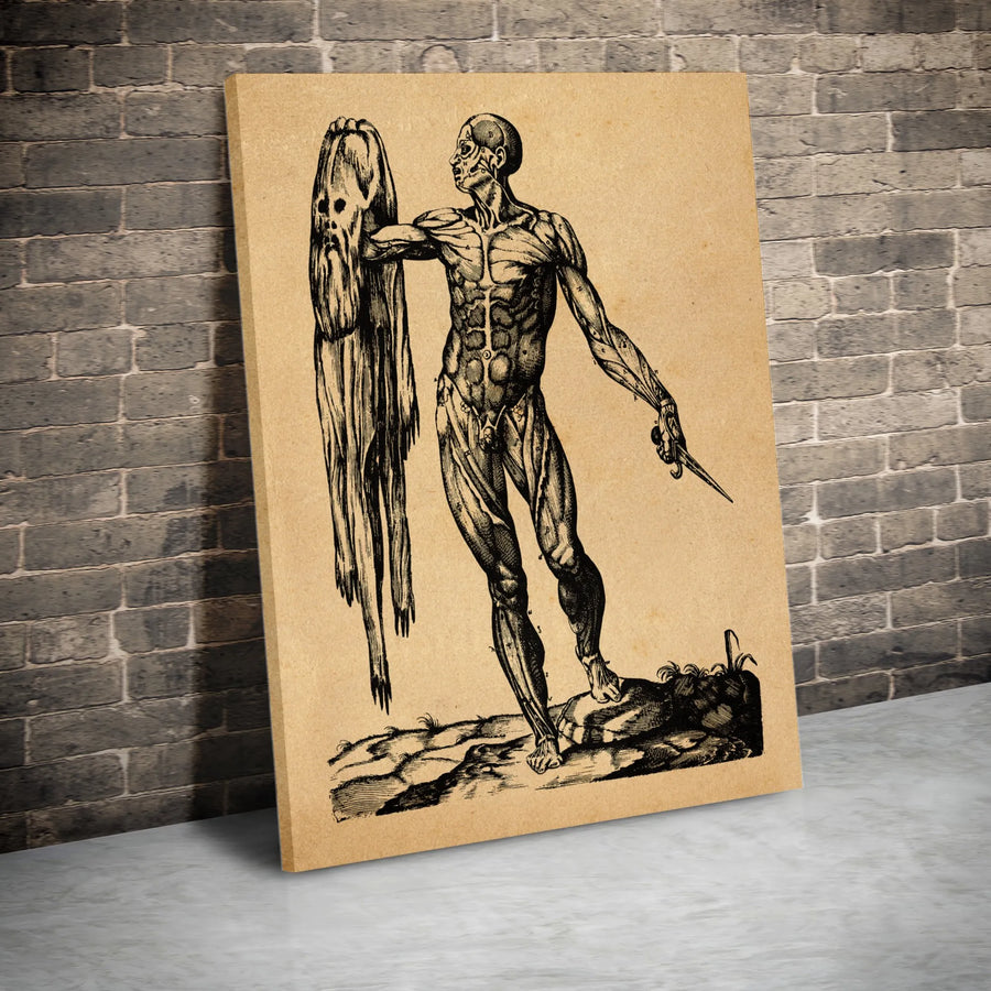 Andreas Vesalius Anatomical Poster | Vintage Medical Illustration Wall Art | Premium Gallery Canvas | Gift for Doctors & Science Lovers