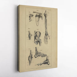 Vintage Anatomy Canvas Print | Human Skeleton Bones Illustration | Premium Gallery Wrap | Gift for Medical Student or Doctor Office Decor