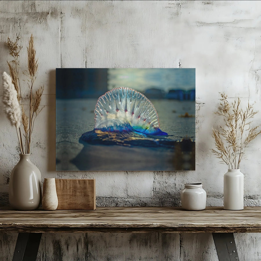 Portuguese Man O' War Canvas Art | Ocean Life Nature Photography | Gallery Wrap Premium Print | Coastal Beach House Wall Decor Gift