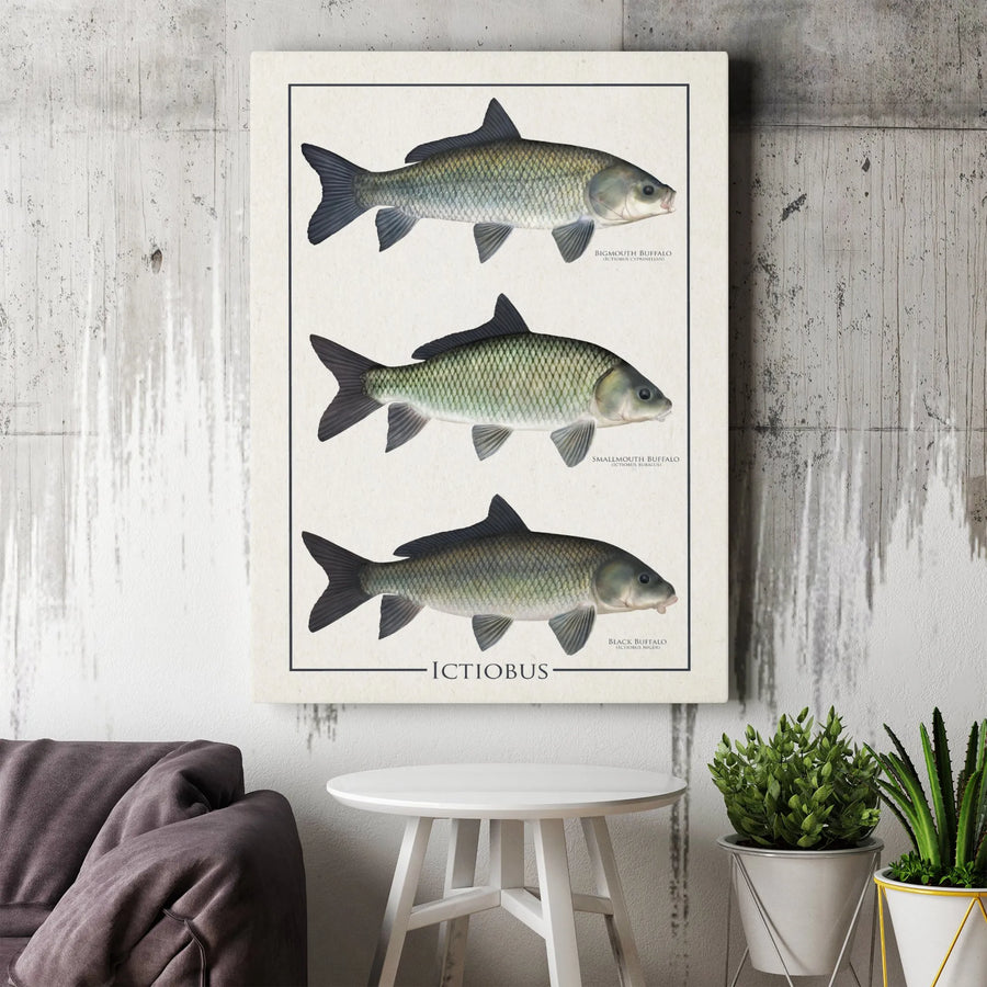 Ictiobus Fish Species Wall Art | Vintage Scientific Illustration Poster | Premium Gallery Canvas | Nature Lover Gift for Office or Home Decor