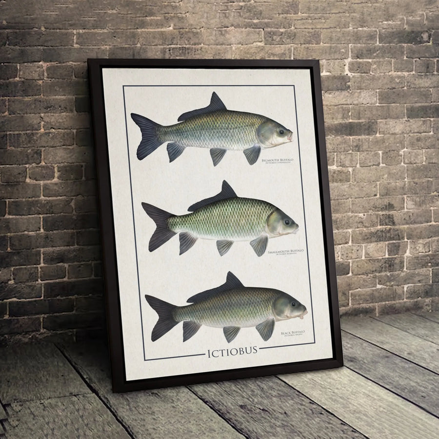 Ictiobus Fish Species Wall Art | Vintage Scientific Illustration Poster | Premium Gallery Canvas | Nature Lover Gift for Office or Home Decor