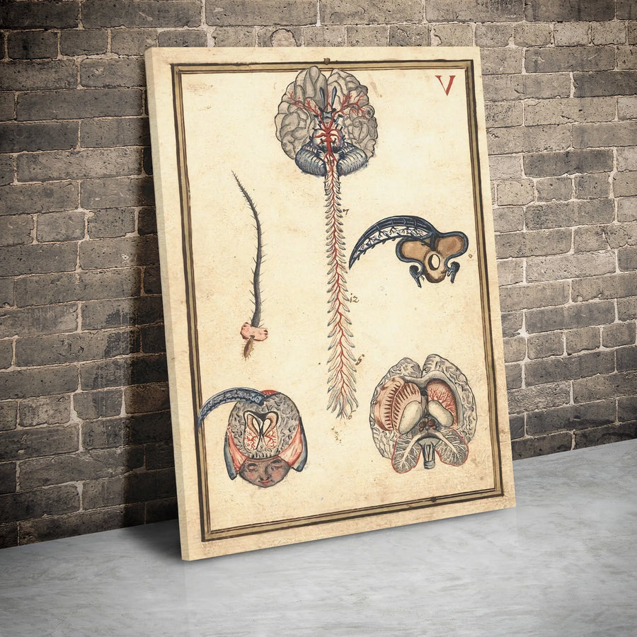 Vintage Anatomical Brain Canvas | Nervous System Medical Illustration | Gallery-Wrapped Premium Wall Art | Physician Office Decor Gift