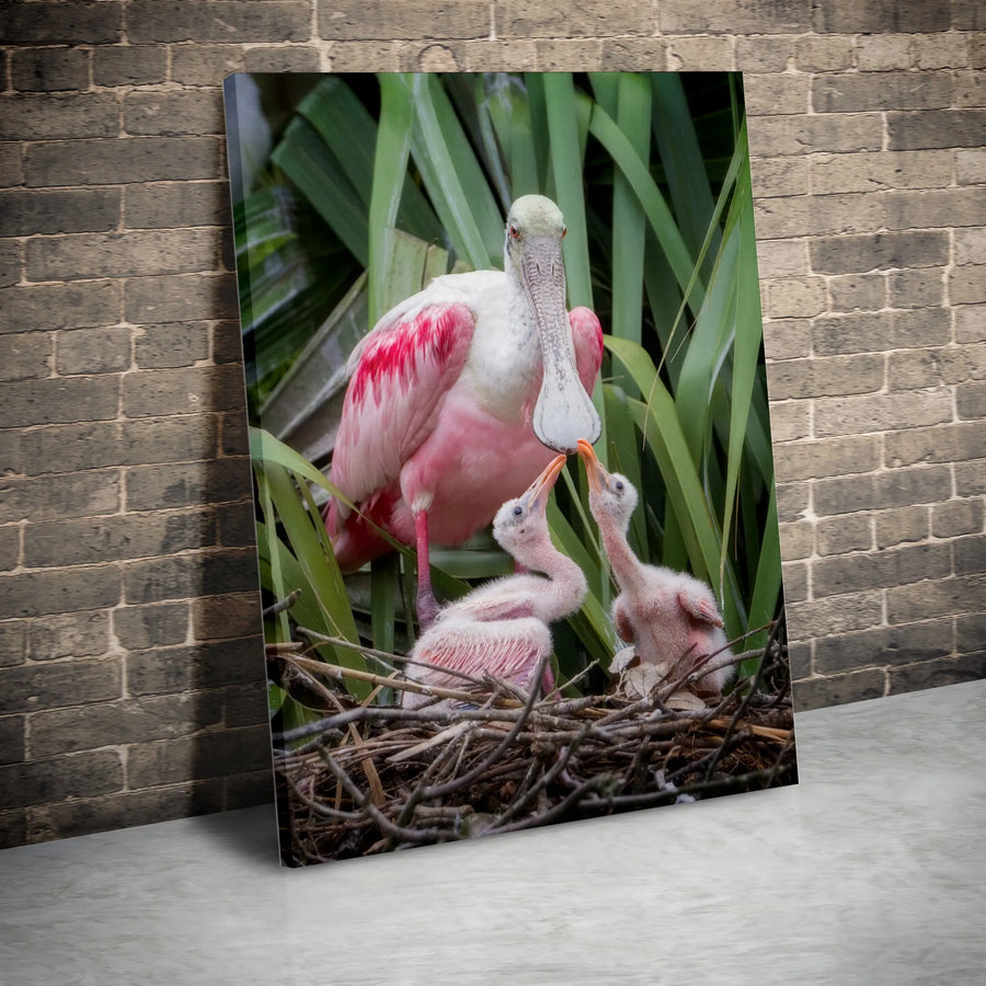 Roseate Spoonbill with Chicks Canvas Wall Art | Vibrant Wildlife Photography | Premium Gallery Print | Gift for Bird Lover & Nature Home Decor