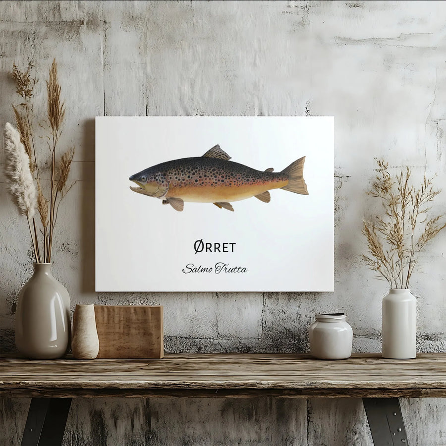 Brown Trout Fishing Wall Art | Salmo Trutta Scientific Illustration | Premium Gallery Wrap Canvas | Gift for Angler or Fisherman