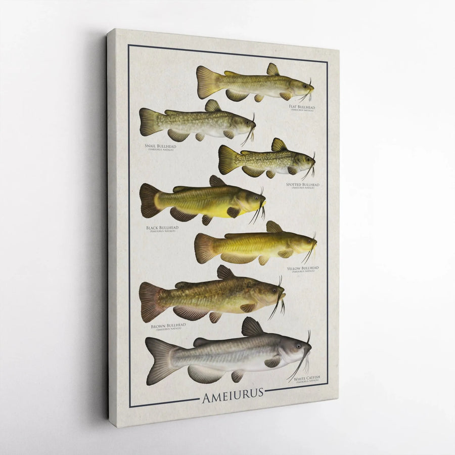 Bullhead Catfish Identification Chart Canvas | Vintage Ichthyology Fishing Poster | Premium Gallery Wrap Wall Art | Gift for Anglers & Nature Lovers