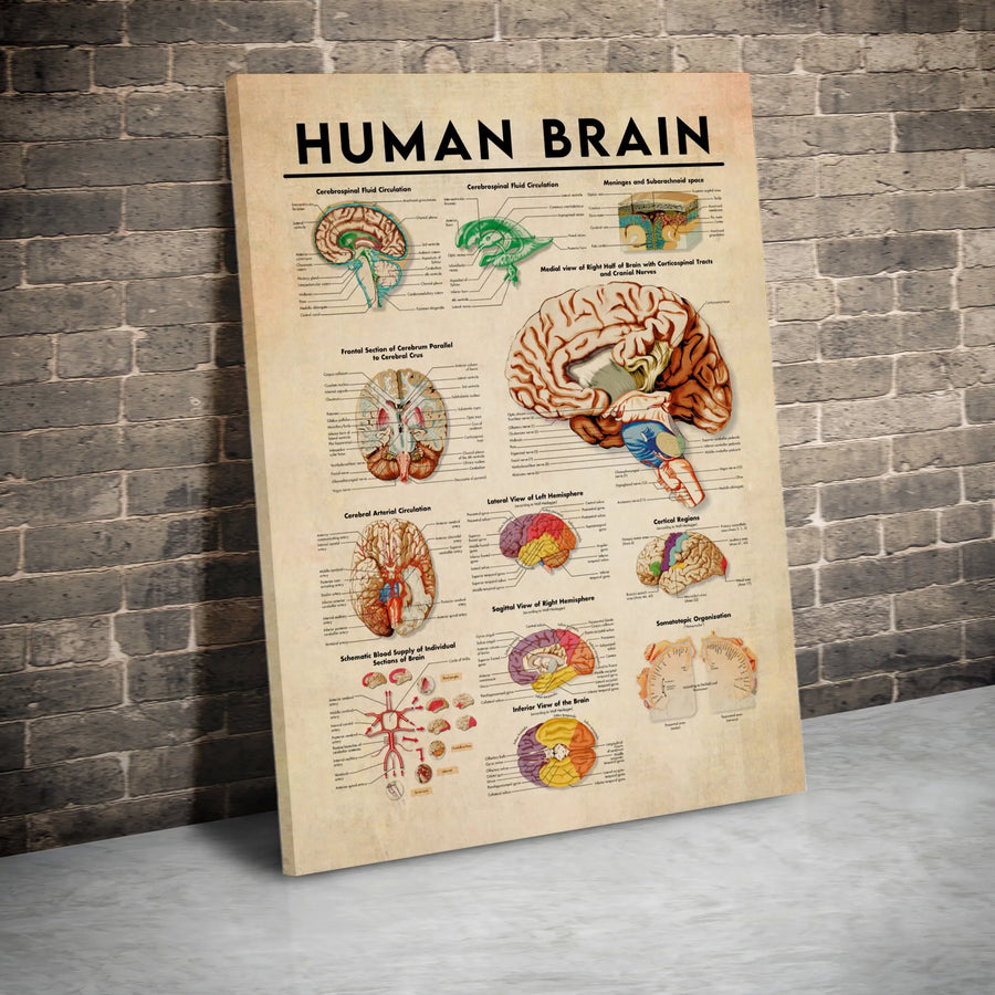Human Brain Anatomy Poster | Vintage Medical Diagram Wall Art | Gallery-Quality Premium Canvas | Doctor Office Decor & Science Gift