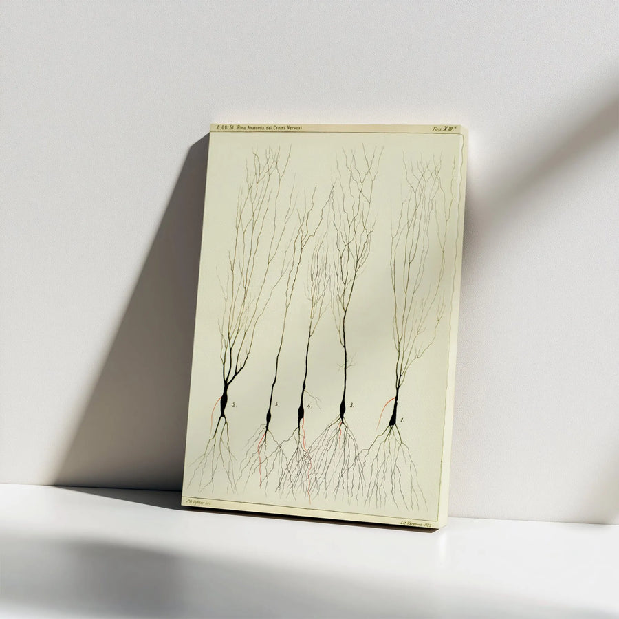 Vintage Neuron Anatomy Vertical Canvas | Camillo Golgi Scientific Illustration | Premium Frameless Wall Art | Gift for Doctor or Scientist