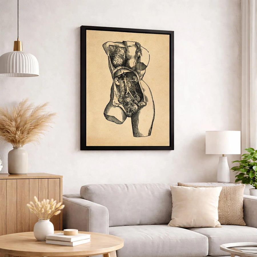 Vintage Anatomical Human Torso Art | Scientific Medical Illustration Print | 1.25-Inch Premium Gallery Canvas | Unique Office Decor Gift