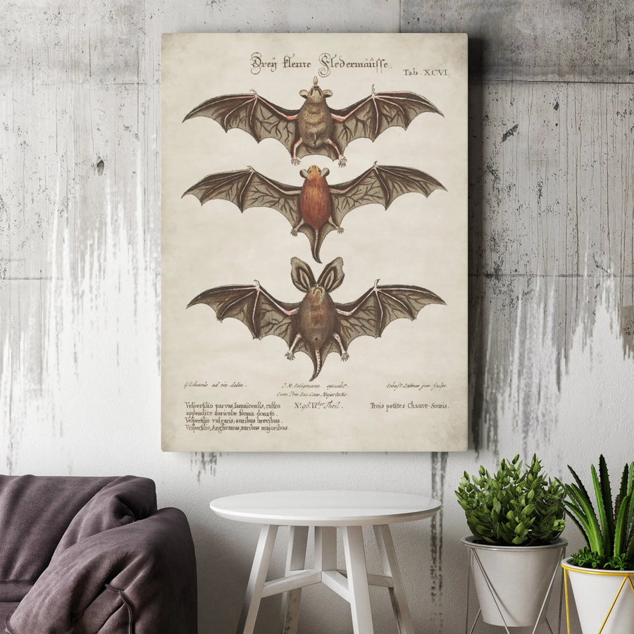 Vintage Bat Canvas Print | Scientific Zoology Illustration | Premium Gallery Wall Art | Dark Academia Decor Collector's Gift