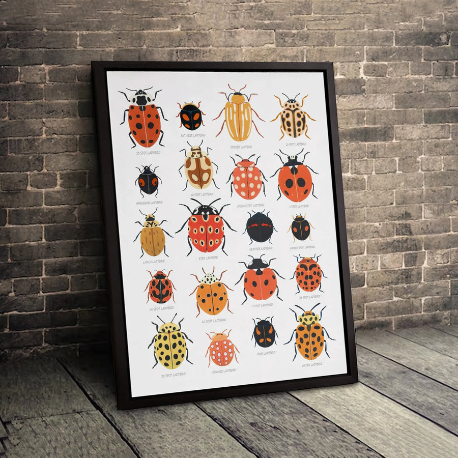 Ladybug Identification Chart Art | Vintage Scientific Insect Poster | Premium Gallery Canvas | Nature Lover Educational Gift Wall Decor
