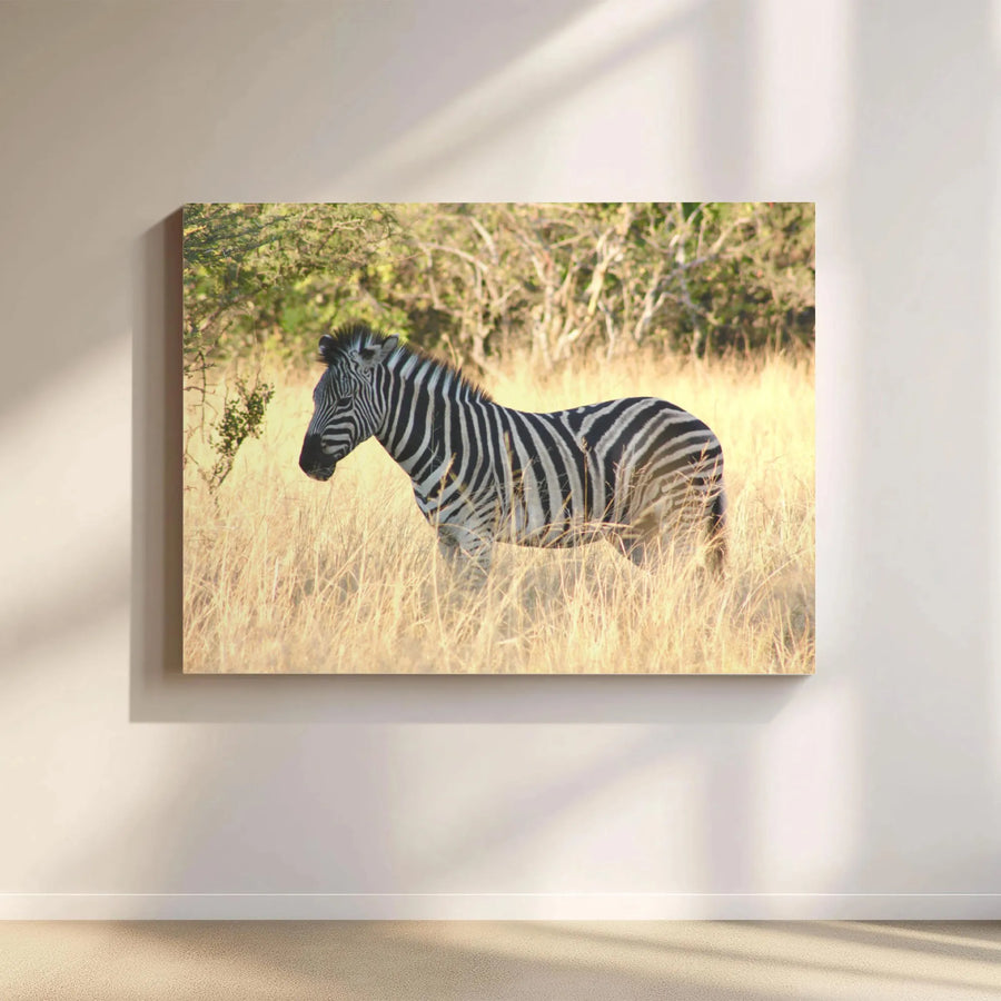 Zebra Canvas Wall Art | African Savannah Wildlife Print | Premium Gallery Wrapped 1.25 Inch Profile | Modern Home Decor Gift