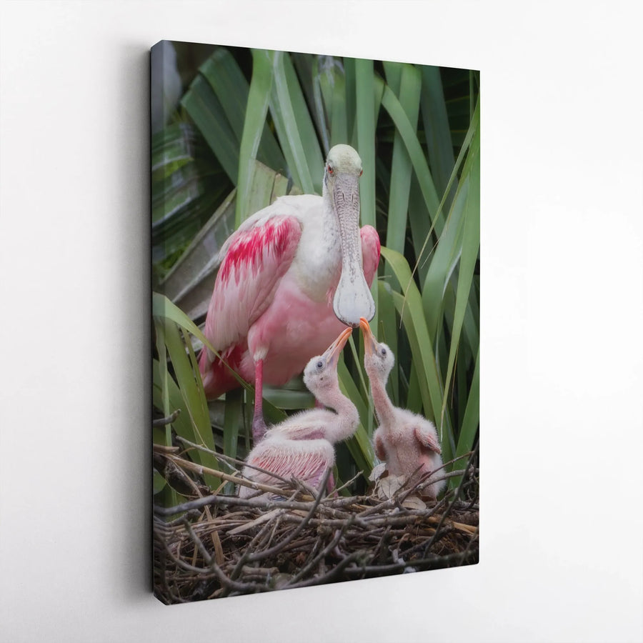 Roseate Spoonbill with Chicks Canvas Wall Art | Vibrant Wildlife Photography | Premium Gallery Print | Gift for Bird Lover & Nature Home Decor