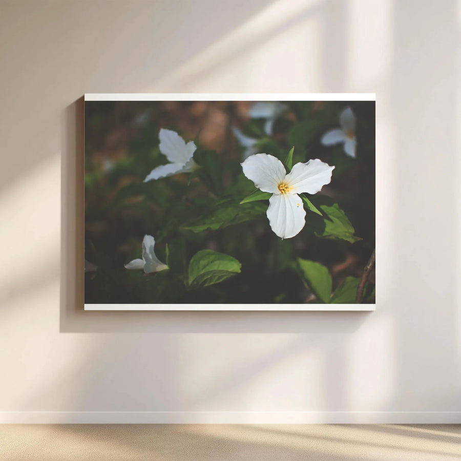White Trillium Canvas Print | Botanical Forest Wildflower Photography | Gallery-Wrapped Premium Wall Art | Nature-Inspired Home Decor Gift