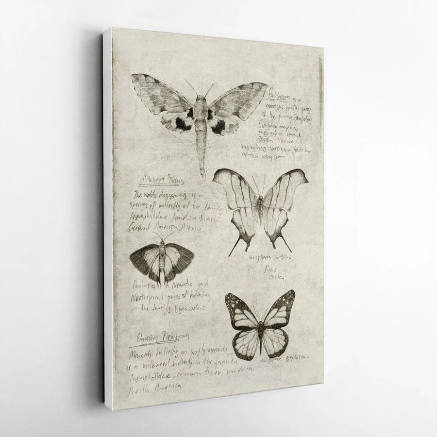 Vintage Butterfly Canvas Wall Art | Entomology Sketch Illustration | Premium Gallery Wrap Print | Collector's Gift for Nature Lover