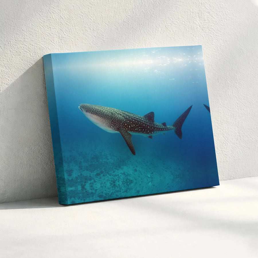 Whale Shark Canvas Wall Art | Underwater Ocean Photography Print | Premium Gallery Wrapped Canvas | Coastal Home Decor Gift for Ocean Lovers
