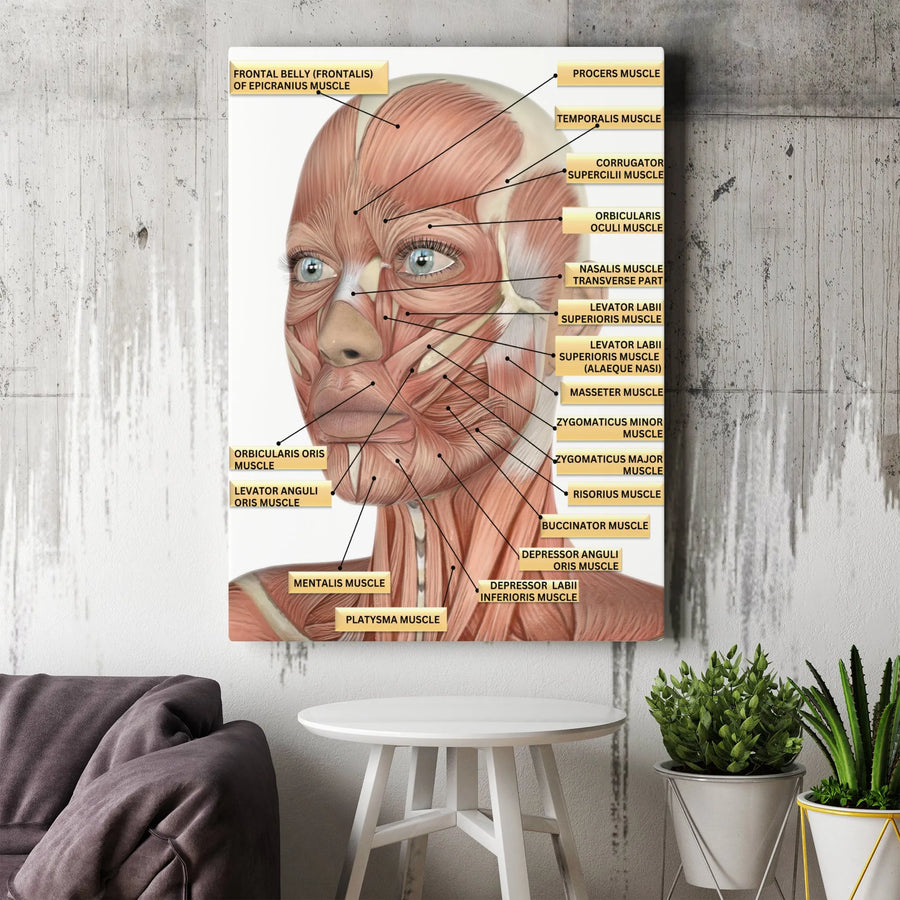 Facial Muscles Anatomy Canvas Print | Detailed Medical Illustration Chart | Premium Gallery Wrap Wall Art | Gift for Doctors, Students & Clinic Decor