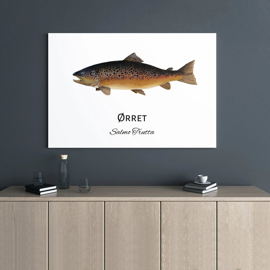 Brown Trout Fishing Wall Art | Salmo Trutta Scientific Illustration | Premium Gallery Wrap Canvas | Gift for Angler or Fisherman