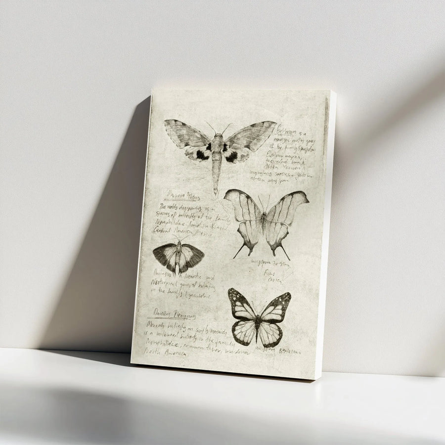 Vintage Butterfly Canvas Wall Art | Entomology Sketch Illustration | Premium Gallery Wrap Print | Collector's Gift for Nature Lover