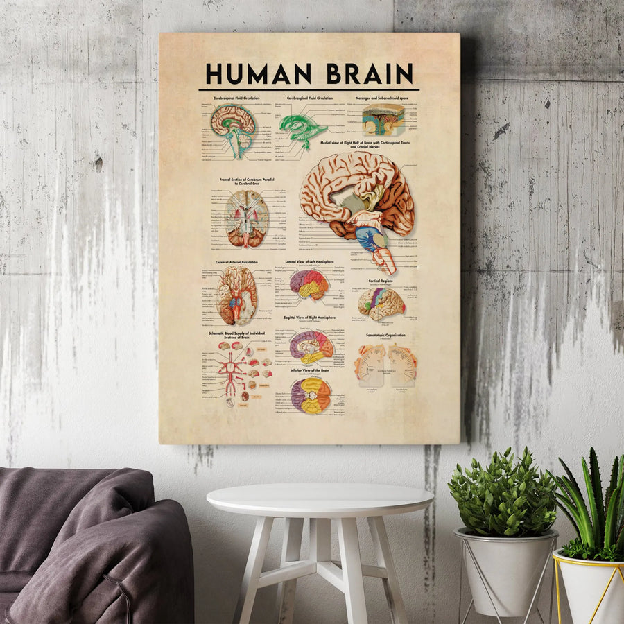 Human Brain Anatomy Poster | Vintage Medical Chart Canvas Wall Art | Premium Scientific Illustration Print | Gift for Doctor or Medical Student