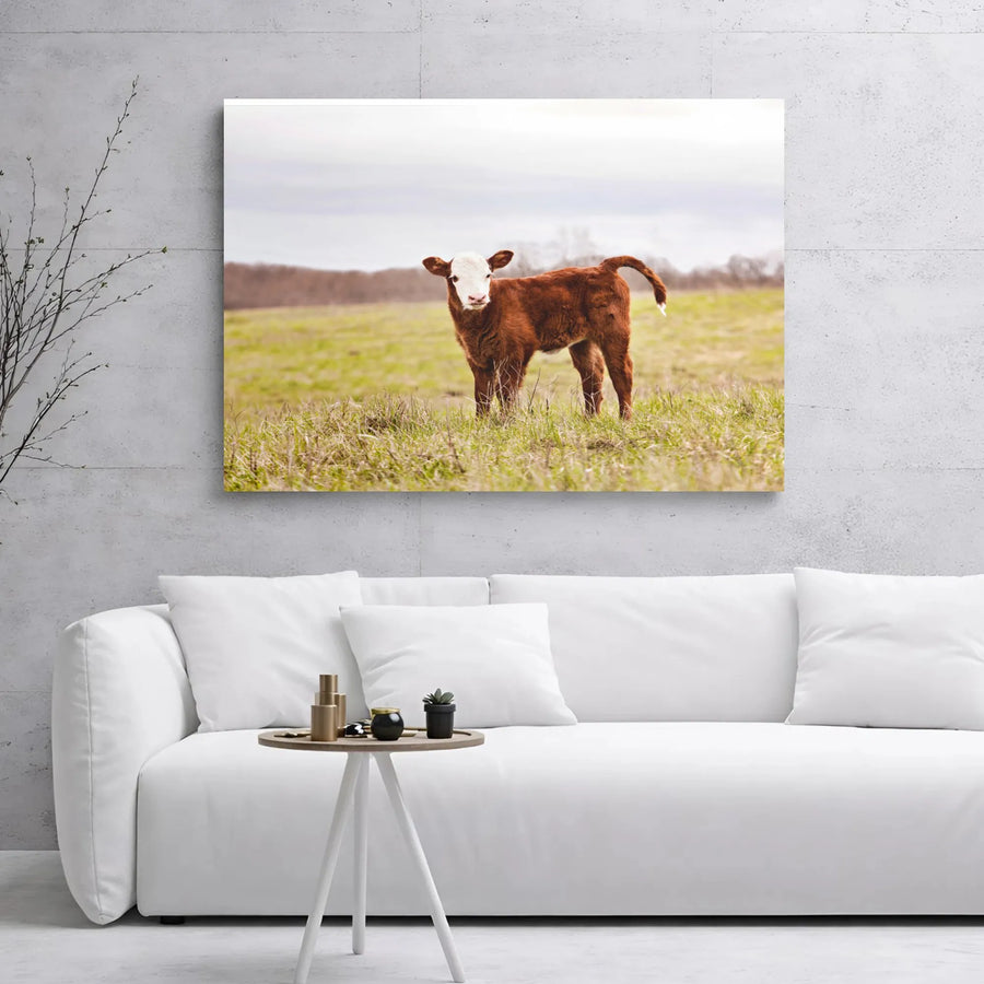 Baby Cow Wall Art Canvas | Curious Hereford Calf in Pasture | Gallery Wrap Premium Print | Farmhouse Home Decor for Animal Lovers