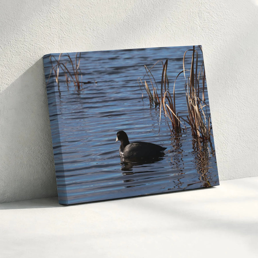 American Coot Canvas Print | Calm Water Bird Photography | Premium Gallery Wrapped Canvas | Nature Lover Gift for Living Room Decor