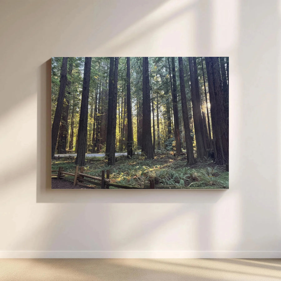 Redwood Forest Canvas Wall Art | Sunlit California Sequoia Landscape | Premium Gallery Wrap Print | Nature Decor Gift for Home Office