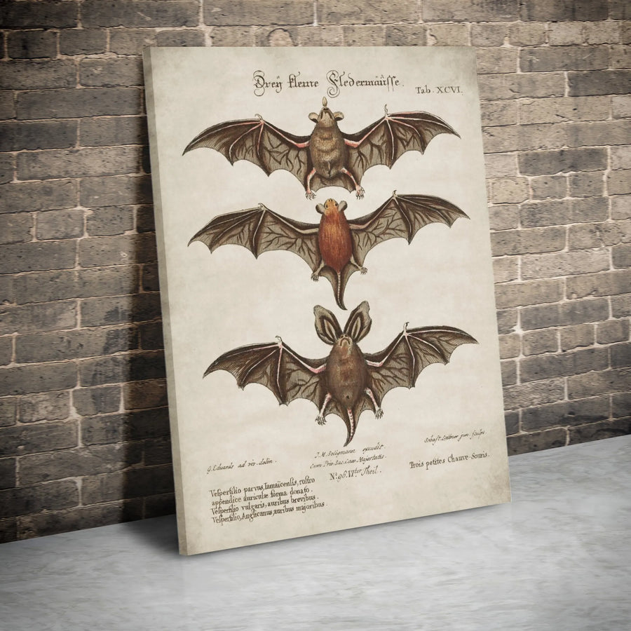 Vintage Bat Canvas Print | Scientific Zoology Illustration | Premium Gallery Wall Art | Dark Academia Decor Collector's Gift