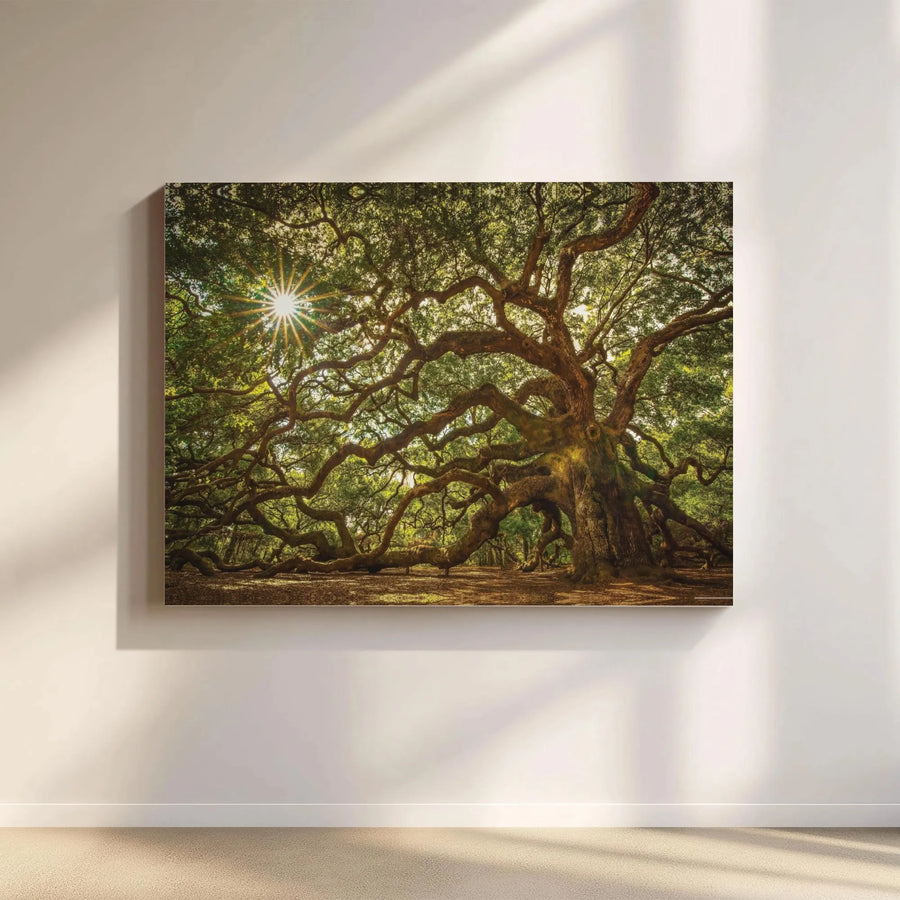 Angel Oak Tree Canvas Wall Art | Sun-Drenched Nature Photography | 1.25 Inch Gallery Wrap | Premium Decor for Home or Office