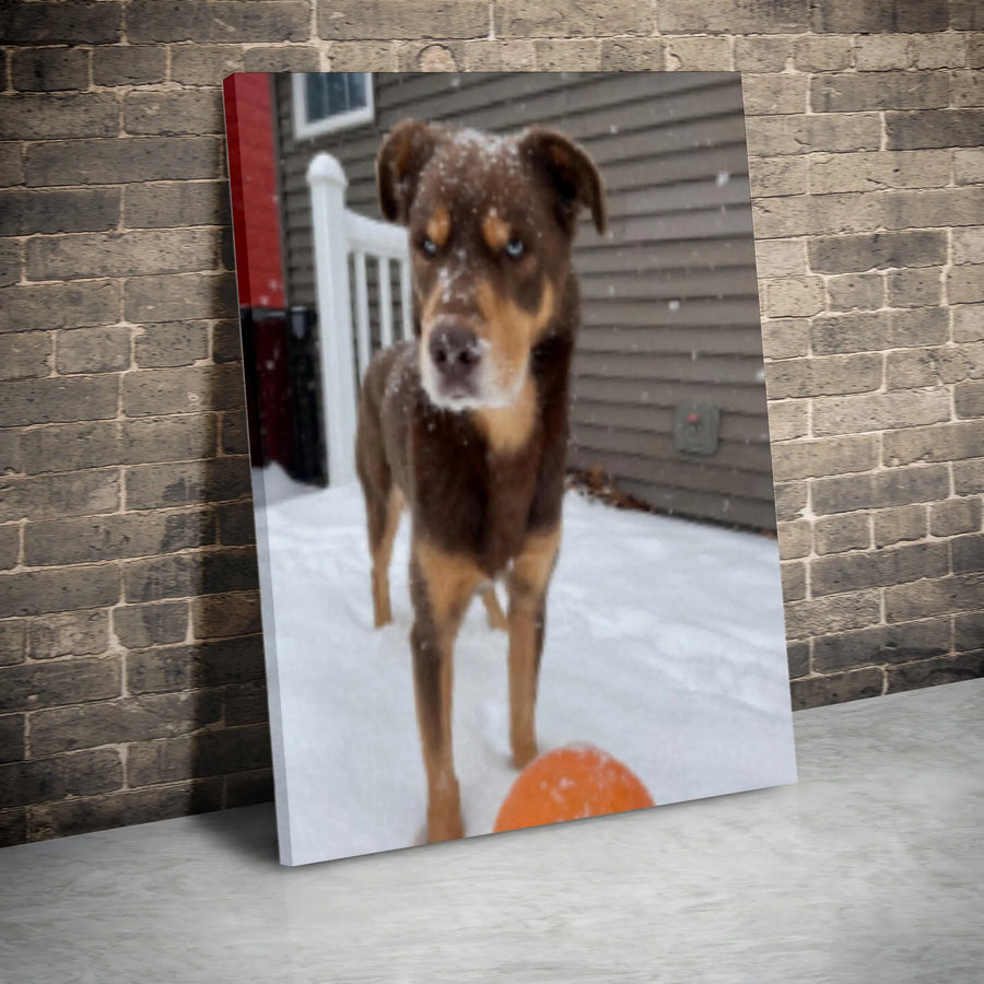 Dog In Snow Canvas Print | Blue Eyed Brown Puppy Photography | 1.25 Inch Gallery Wrap | Winter Pet Wall Art Decor Gift