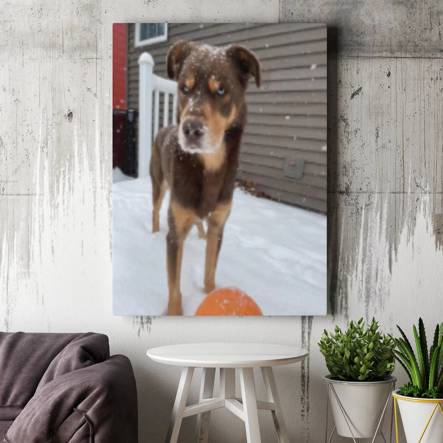 Dog In Snow Canvas Print | Blue Eyed Brown Puppy Photography | 1.25 Inch Gallery Wrap | Winter Pet Wall Art Decor Gift