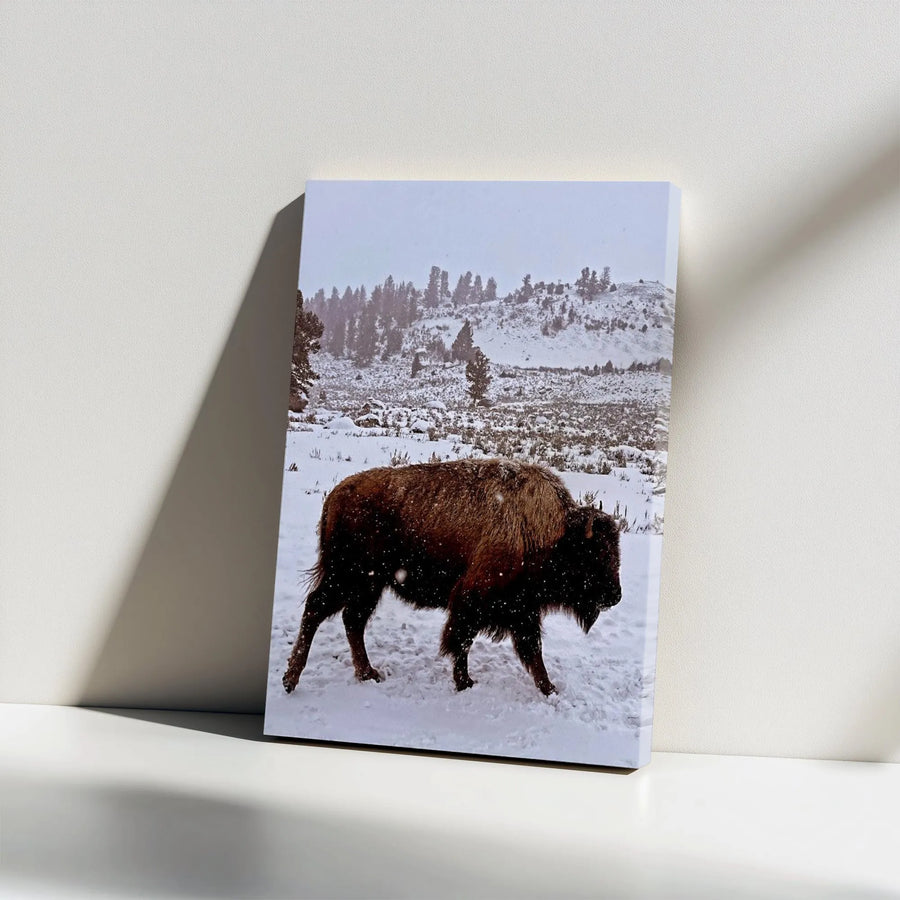 Bison in Snow Canvas Print | Winter Wildlife Photography | Premium Gallery Wrapped Canvas | Rustic Cabin Decor Gift for Nature Lover