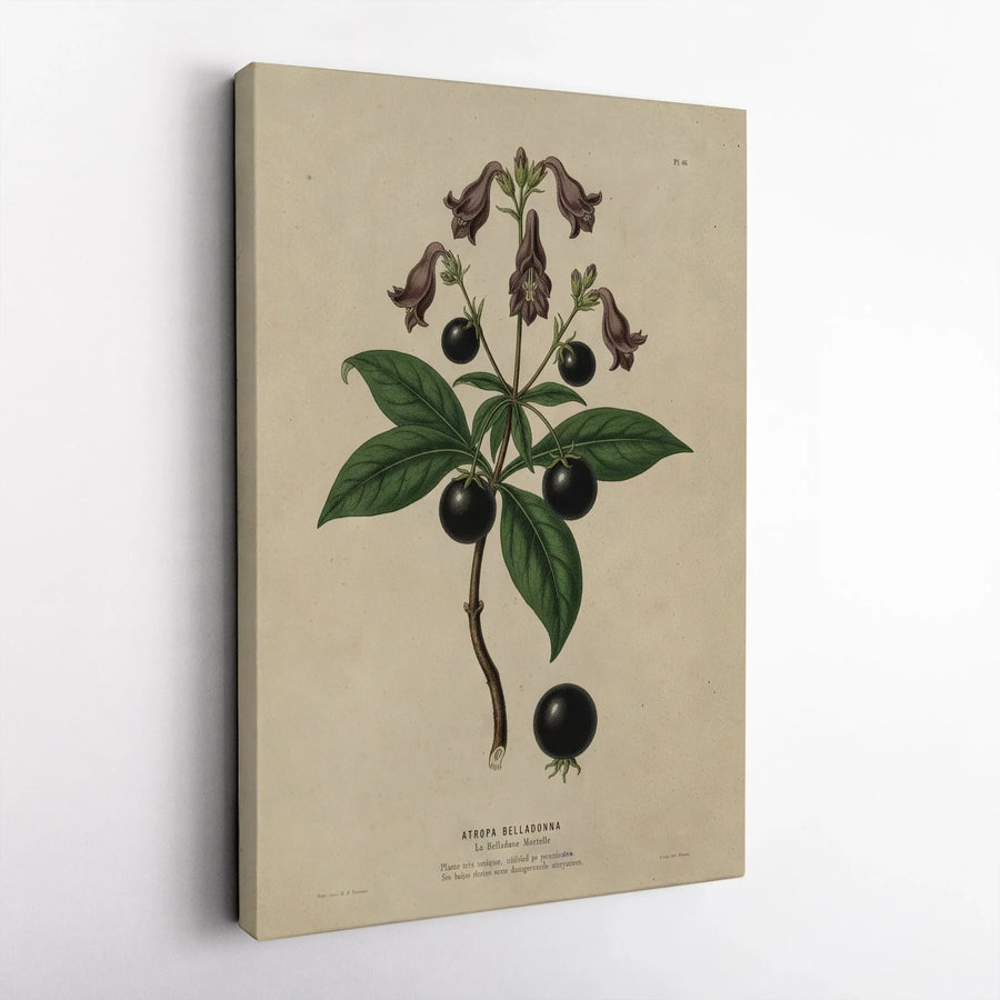 Atropa Belladonna Botanical Print | Vintage Deadly Nightshade Illustration | Gallery-Quality Canvas Wall Art | Dark Academia Home Decor