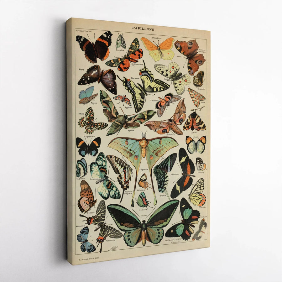 Vintage Butterfly Chart Canvas | French Papillons Scientific Illustration | Premium Gallery Wrapped Art Print | Collector's Gift for Entomologist