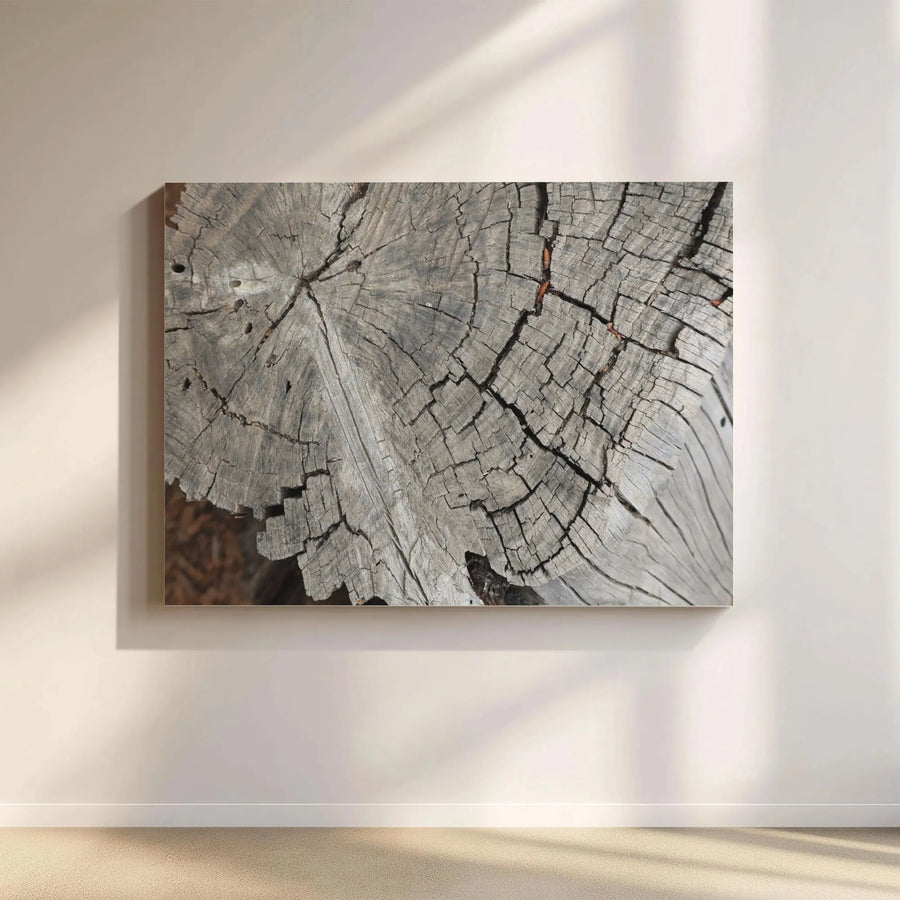 Weathered Wood Ring Canvas Wall Art | Rustic Tree Stump Texture | Gallery Quality 1.25 Inch Profile | Natural Minimalist Home Decor Gift