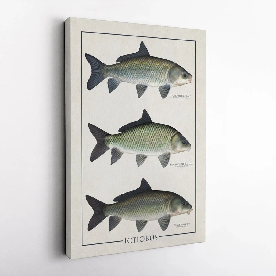 Ictiobus Fish Species Wall Art | Vintage Scientific Illustration Poster | Premium Gallery Canvas | Nature Lover Gift for Office or Home Decor