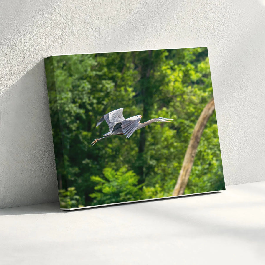 Great Blue Heron Canvas Wall Art | Flying Bird Nature Photography | Premium Gallery Wrap 1.25" Profile | Wildlife Decor For Living Room Home Gift
