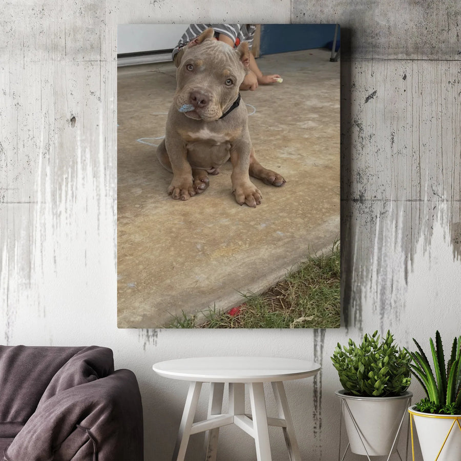 American Bully Puppy Wall Art | Adorable Pitbull Dog Photography | 1.25" Premium Gallery Wrapped Canvas | Home Decor Gift for Dog Lovers
