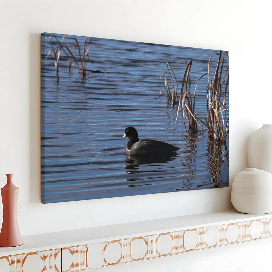 American Coot Canvas Print | Calm Water Bird Photography | Premium Gallery Wrapped Canvas | Nature Lover Gift for Living Room Decor