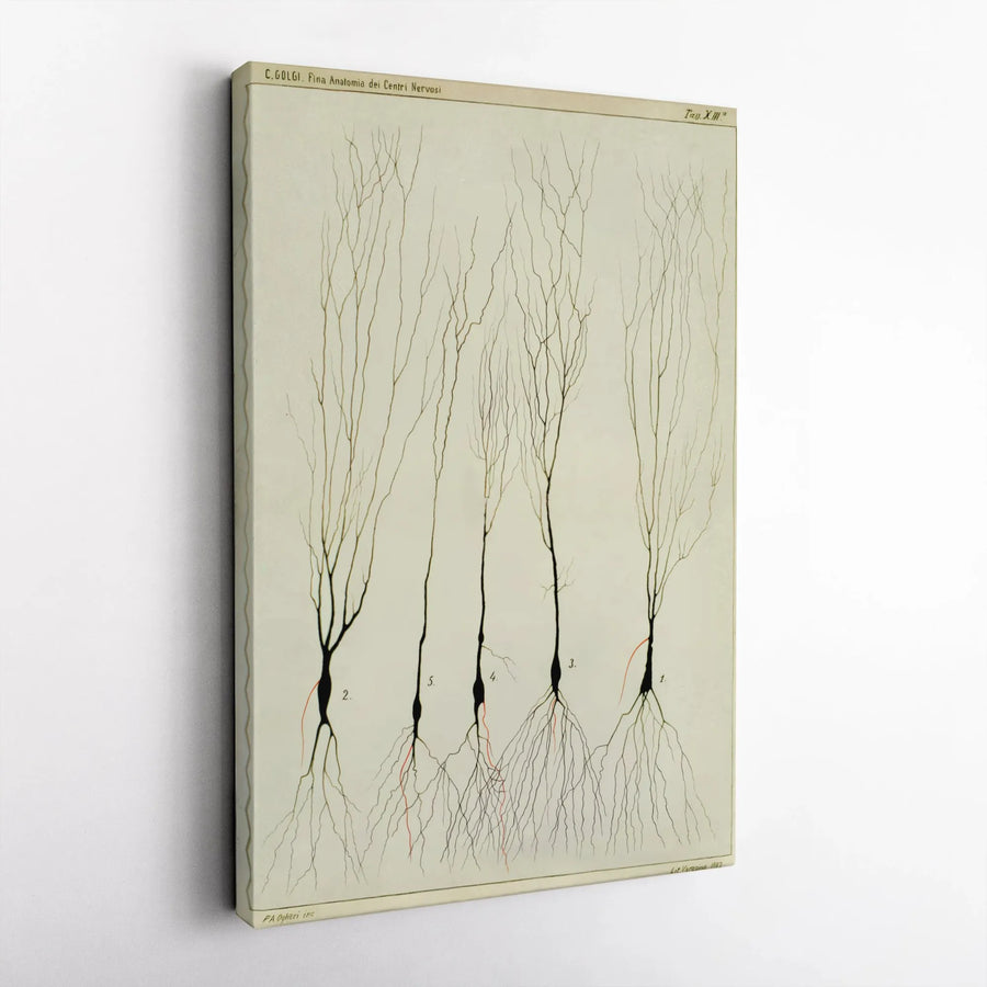 Vintage Neuron Anatomy Vertical Canvas | Camillo Golgi Scientific Illustration | Premium Frameless Wall Art | Gift for Doctor or Scientist