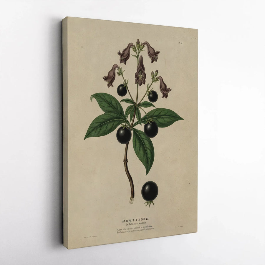 Atropa Belladonna Botanical Print | Vintage Poisonous Plant Art | Premium Gallery Canvas | Dark Academia Home Decor Gift