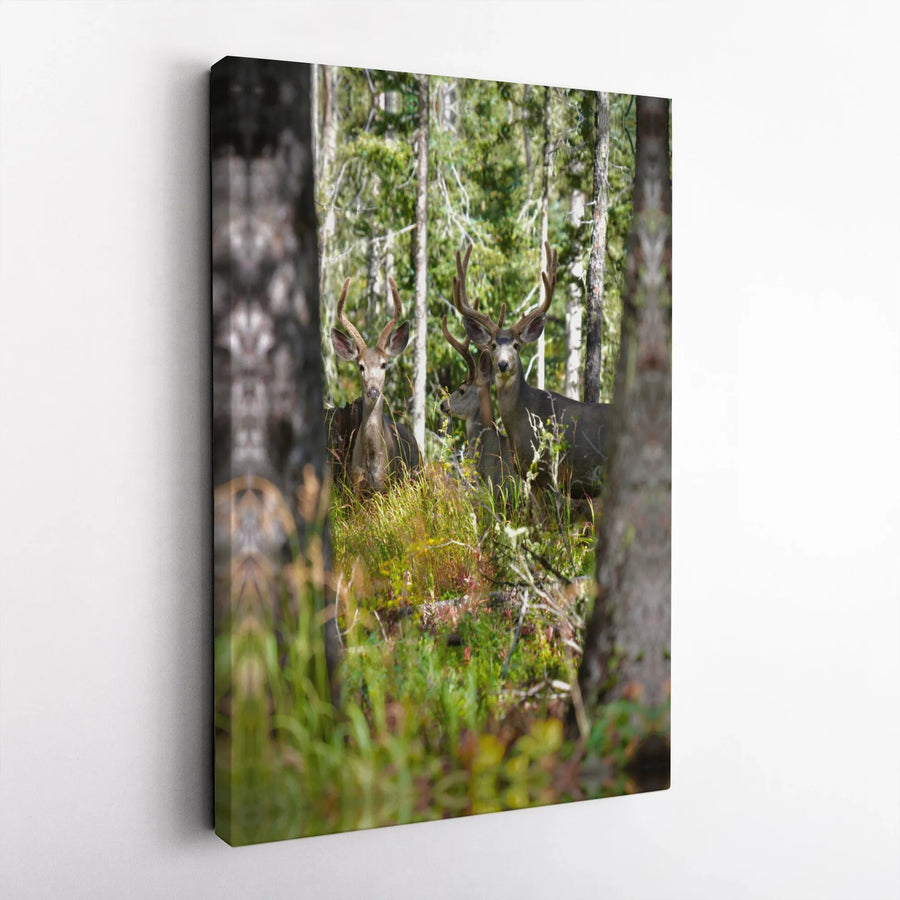 Deer Canvas Print | Realistic Mule Deer Forest Photography | Premium Gallery Wrapped Canvas | Rustic Cabin Decor Gift for Hunter