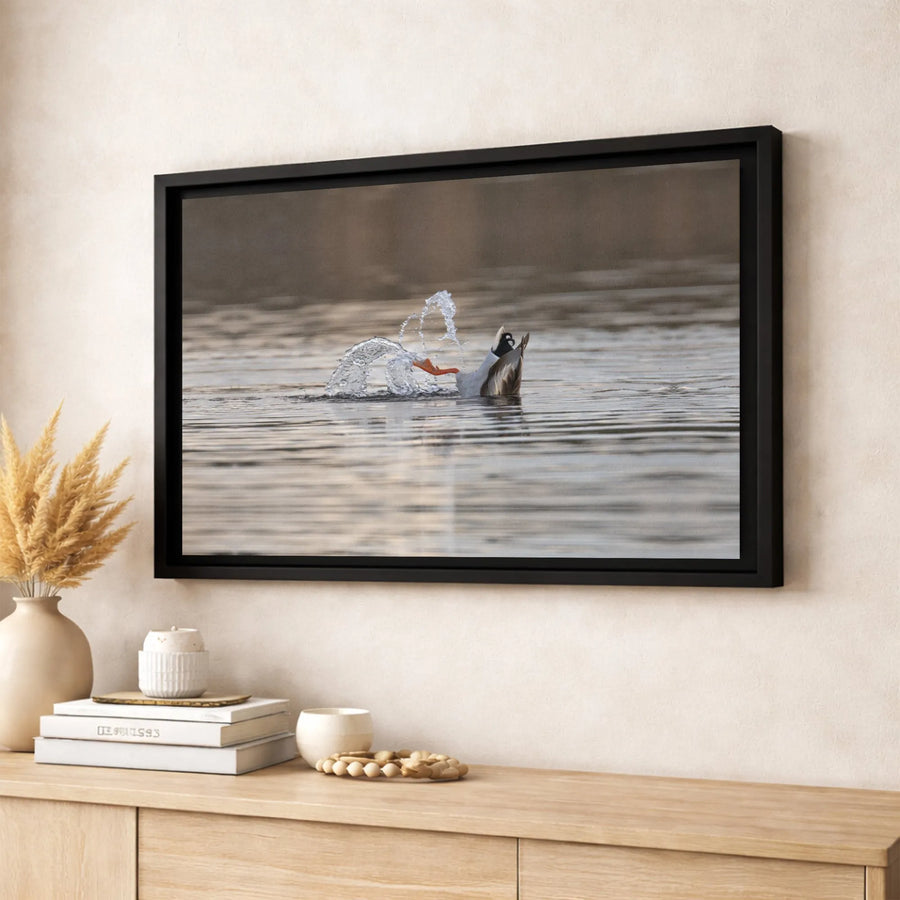 Duck Diving Canvas Print | Wildlife Nature Photography | Premium 1.25 Inch Thick Gallery Wrap | Modern Home Decor Wall Art for Living Room