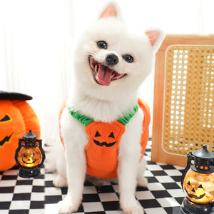Small white dog sitting in the pumpkin costume, embroidered face on the front