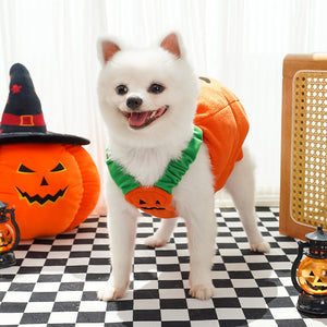 White dog standing in the pumpkin costume with green straps