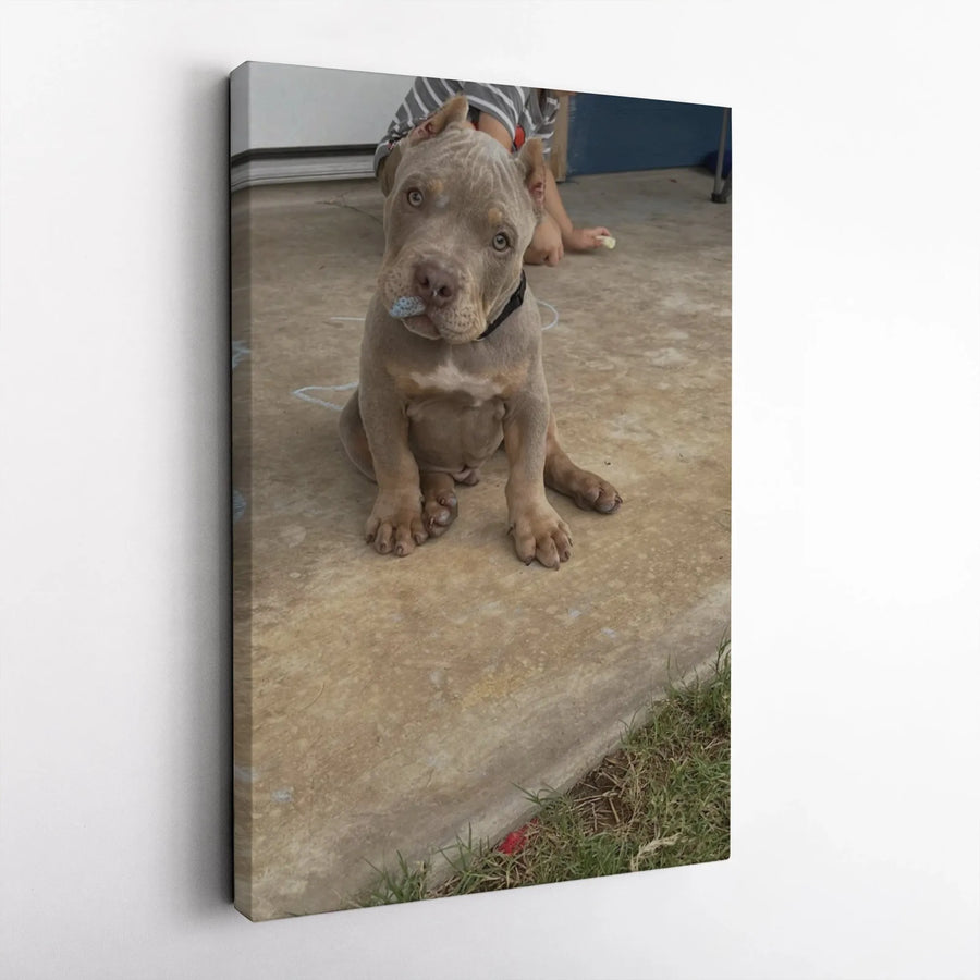Pitbull Puppy Wall Art | Cute Blue Chalk Nose Dog Portrait | Premium 1.25 Inch Thick Canvas | Animal Lover Home Decor Gift