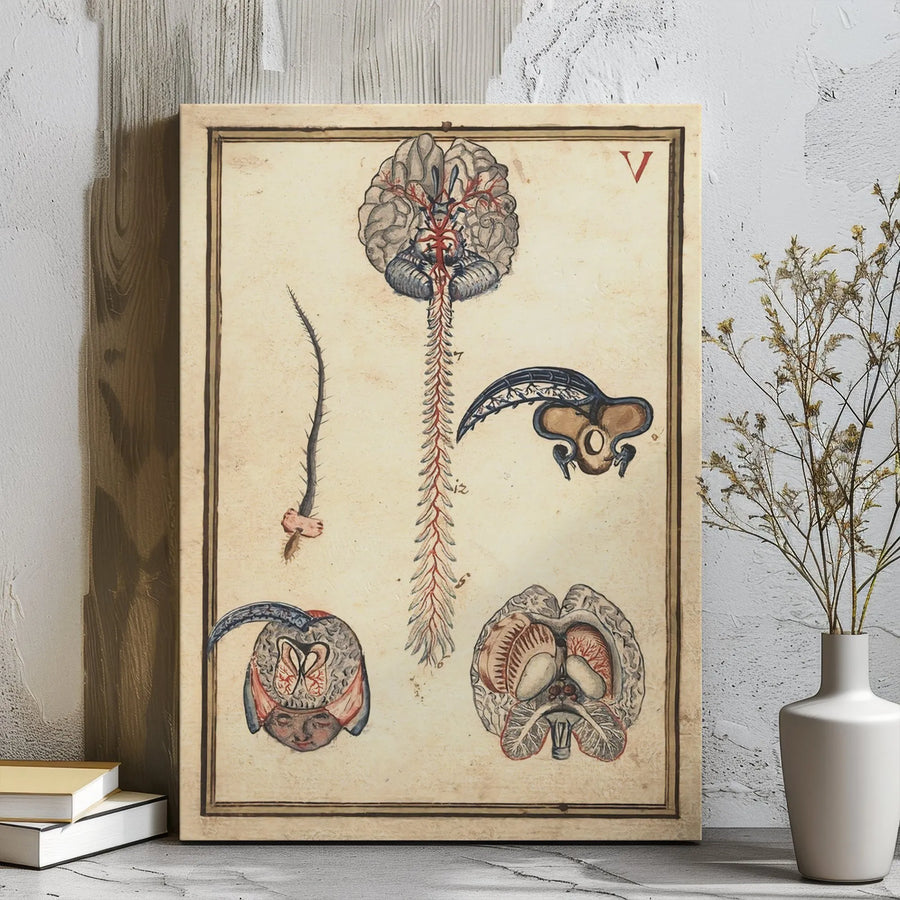 Vintage Anatomical Brain Canvas | Nervous System Medical Illustration | Gallery-Wrapped Premium Wall Art | Physician Office Decor Gift