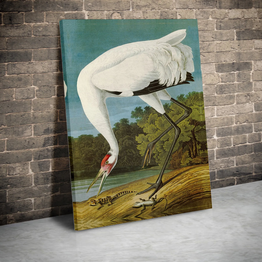Whooping Crane Bird Canvas Wall Art | Vintage Naturalist Illustration | Premium Gallery Wrapped Print | Nature Lover Home Decor Gift